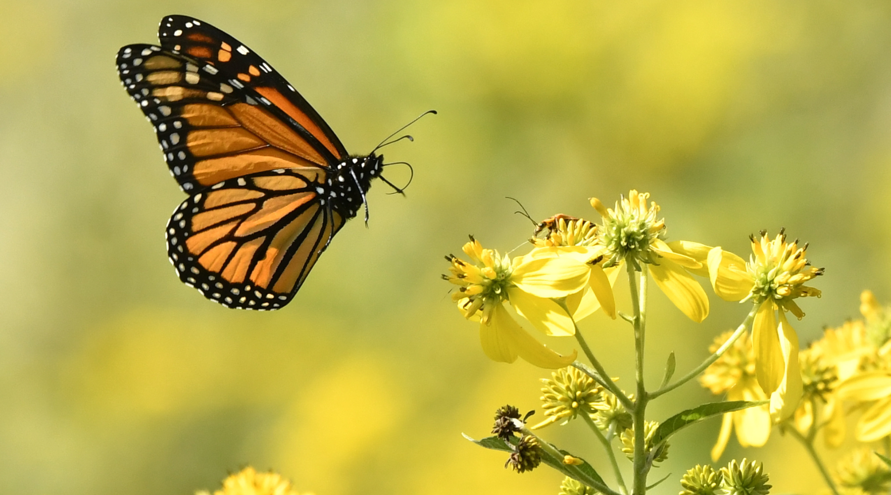 Monarch butterfly and yellow flowers