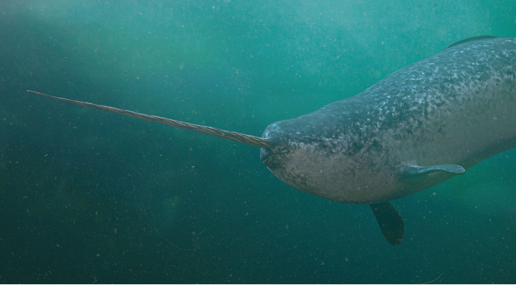 Unicorn of the Sea: Narwhal Facts, Stories