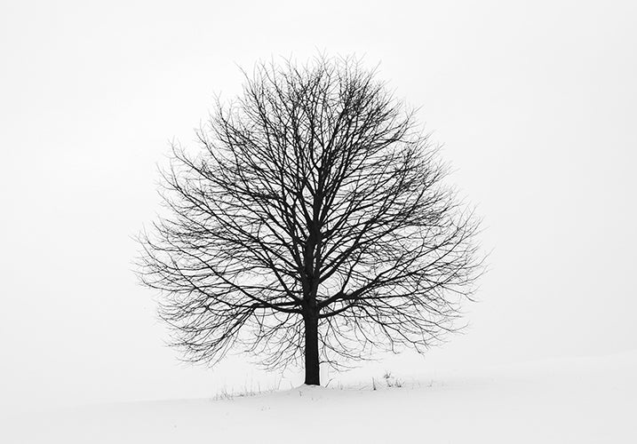 Tree with no leaves