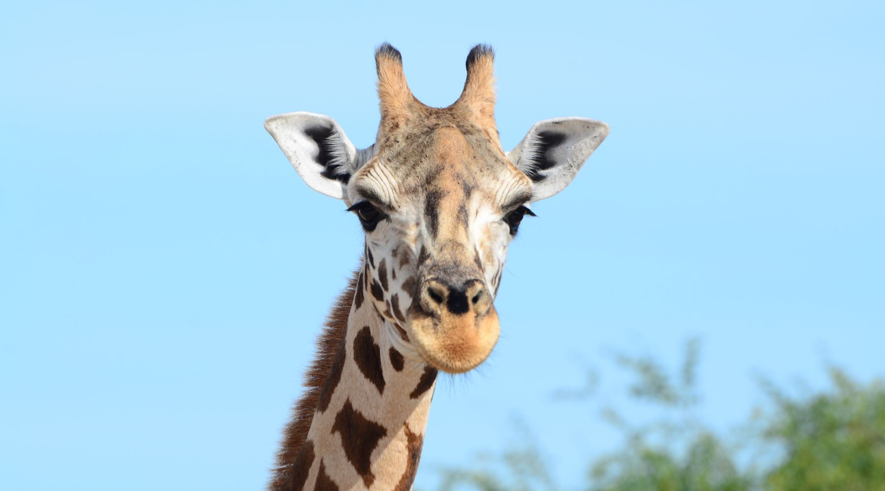 Endangered Nubian Giraffe