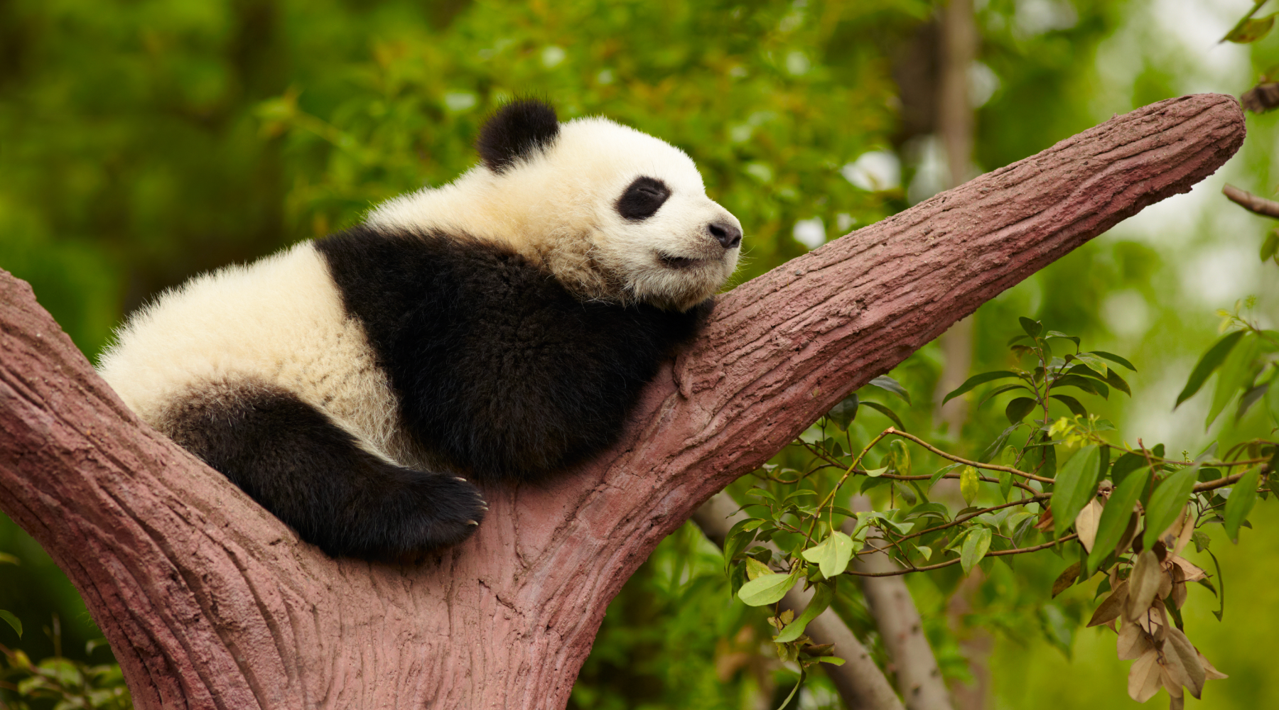 Panda asleep on tree branch