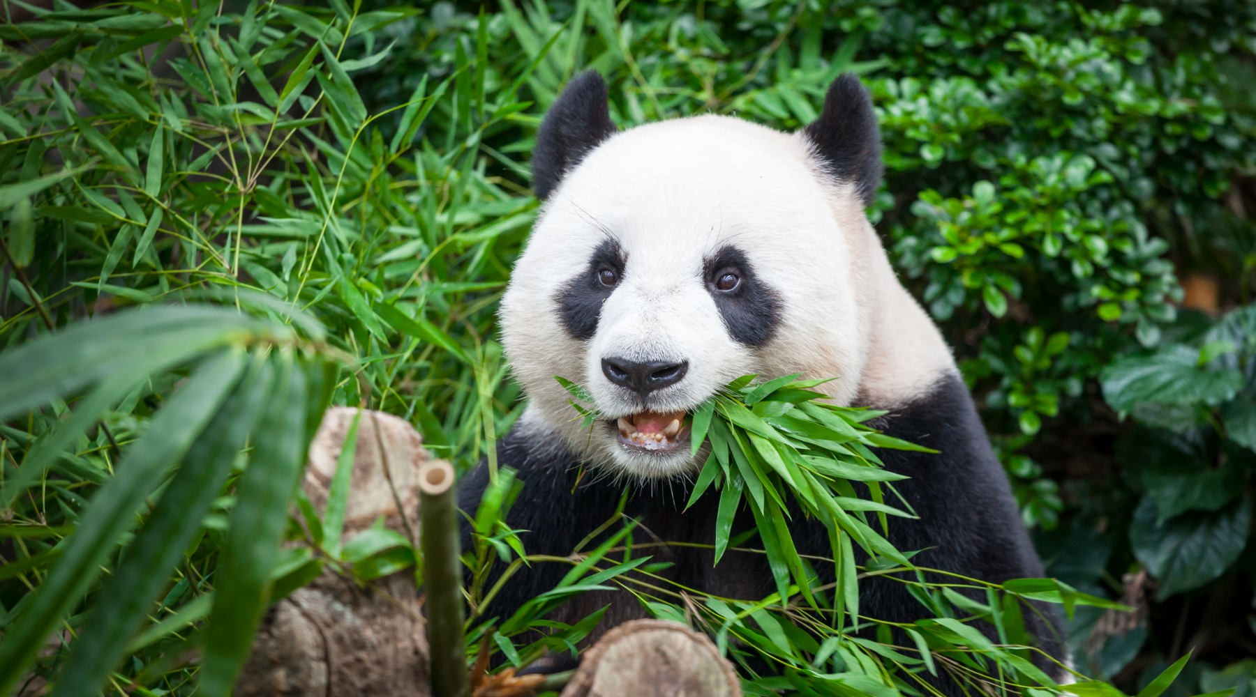 Giant panda eating bamboo