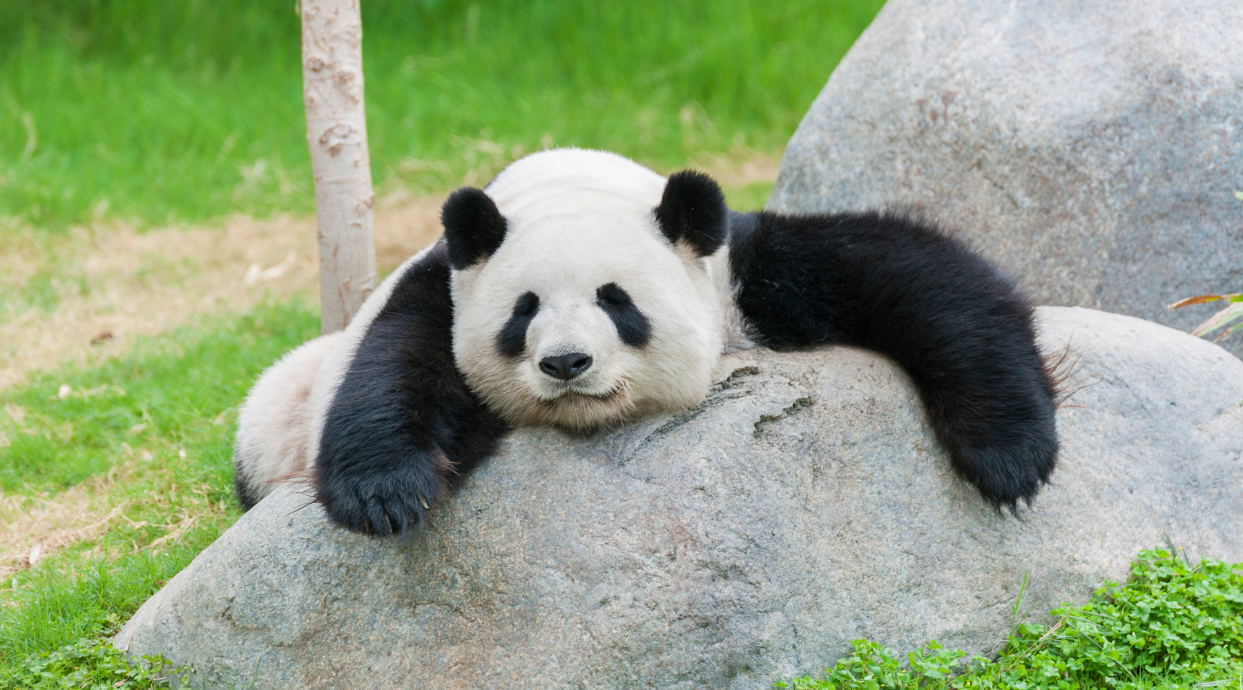 Panda lying on a rock