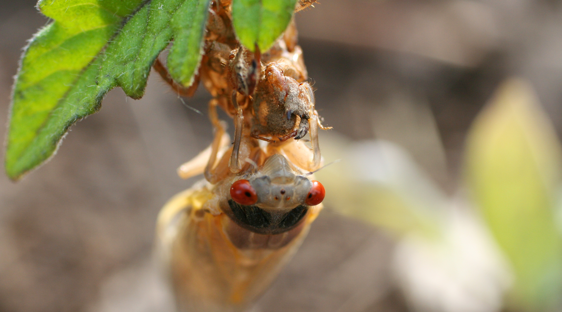 Periodical cicada molting