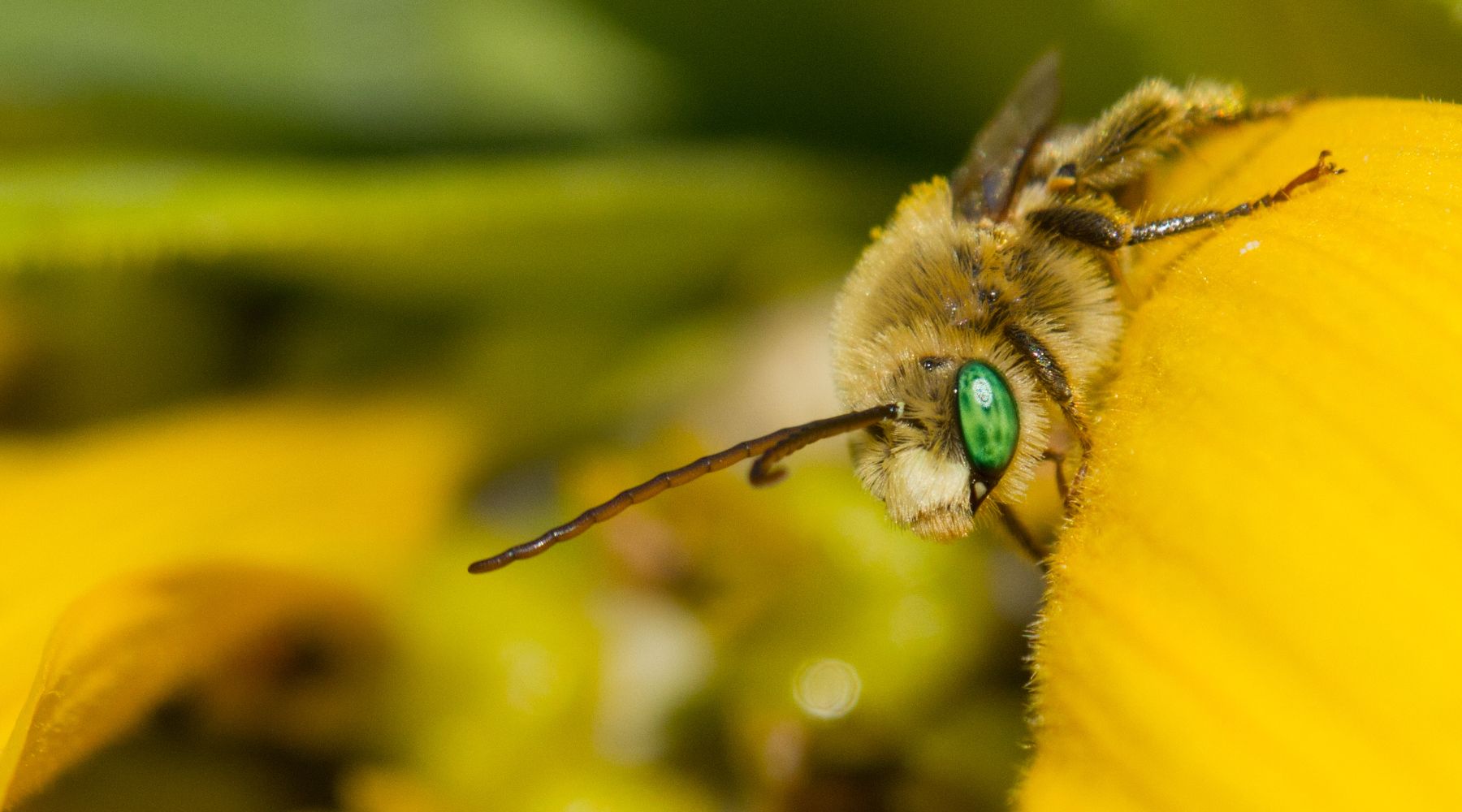 Plasterer bee on yellow flower