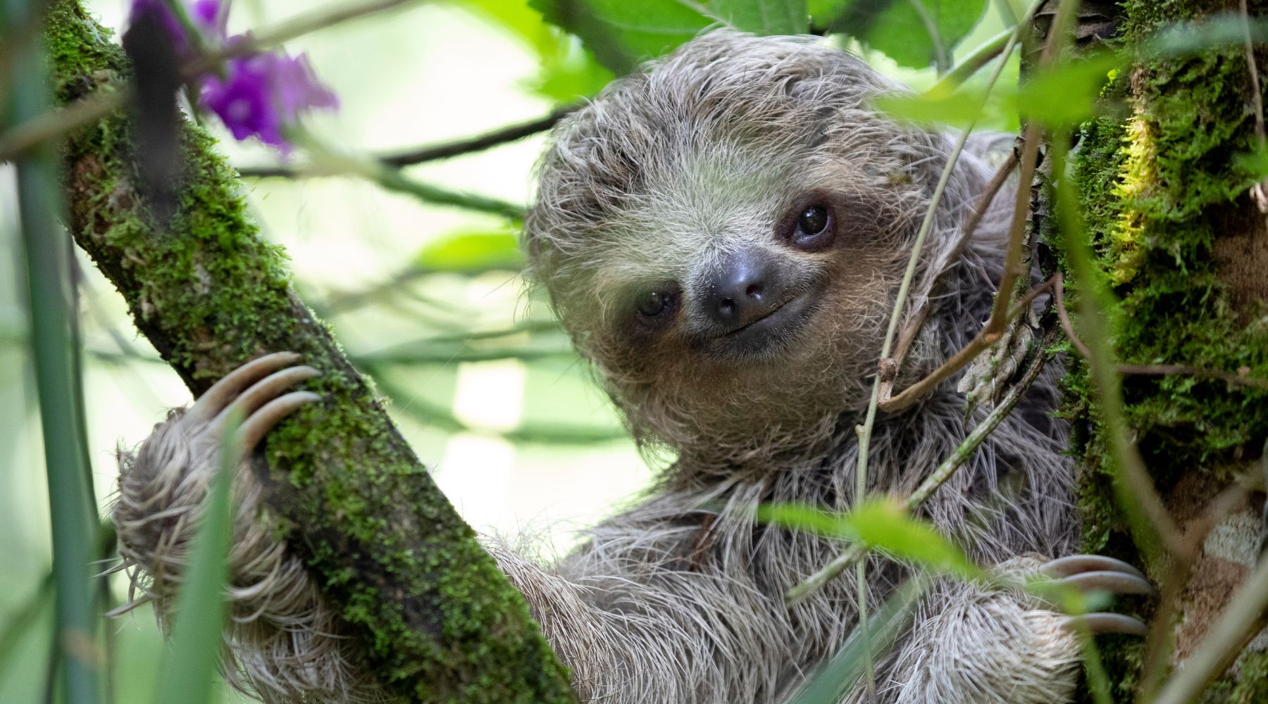 Pygmy Three-Toed Sloth