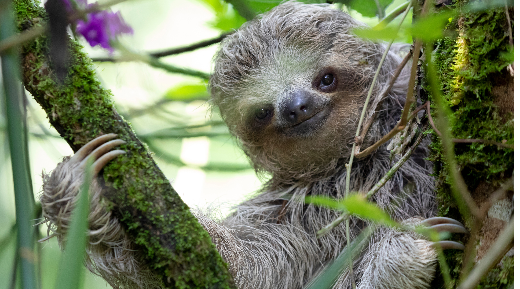 Pygmy Three-Toed Sloth