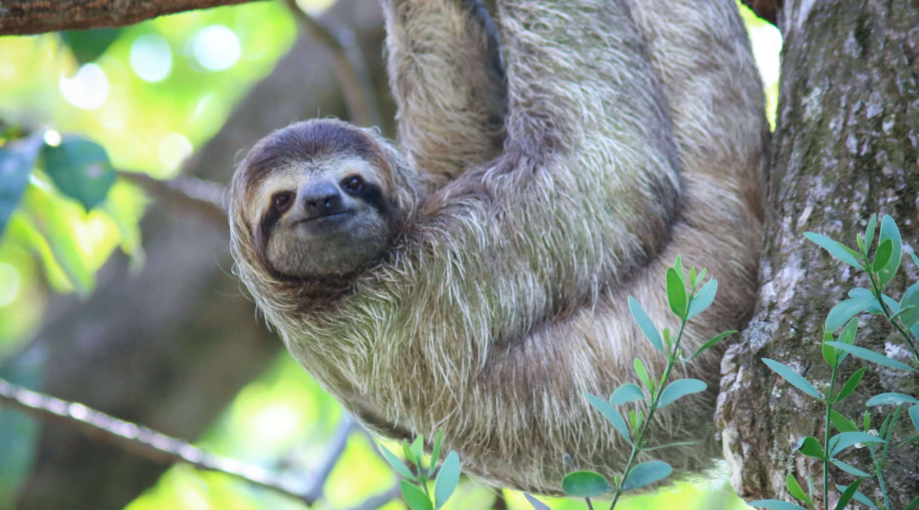 Endangered pygmy three-toed sloth hanging from tree
