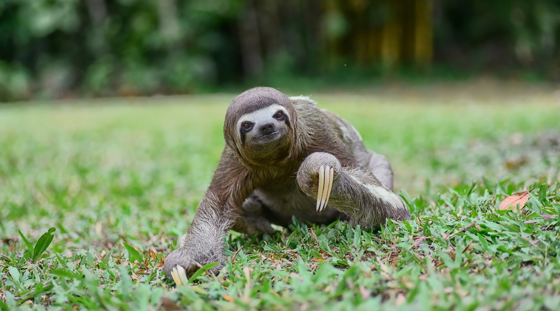 Endangered pygmy three-toed sloth on ground