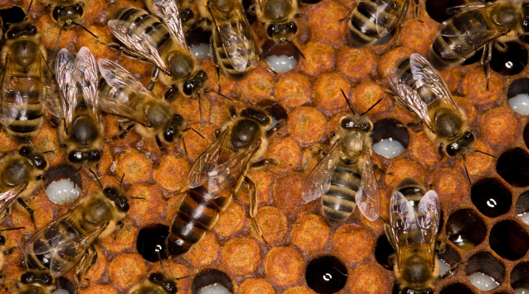 Queen honey bee