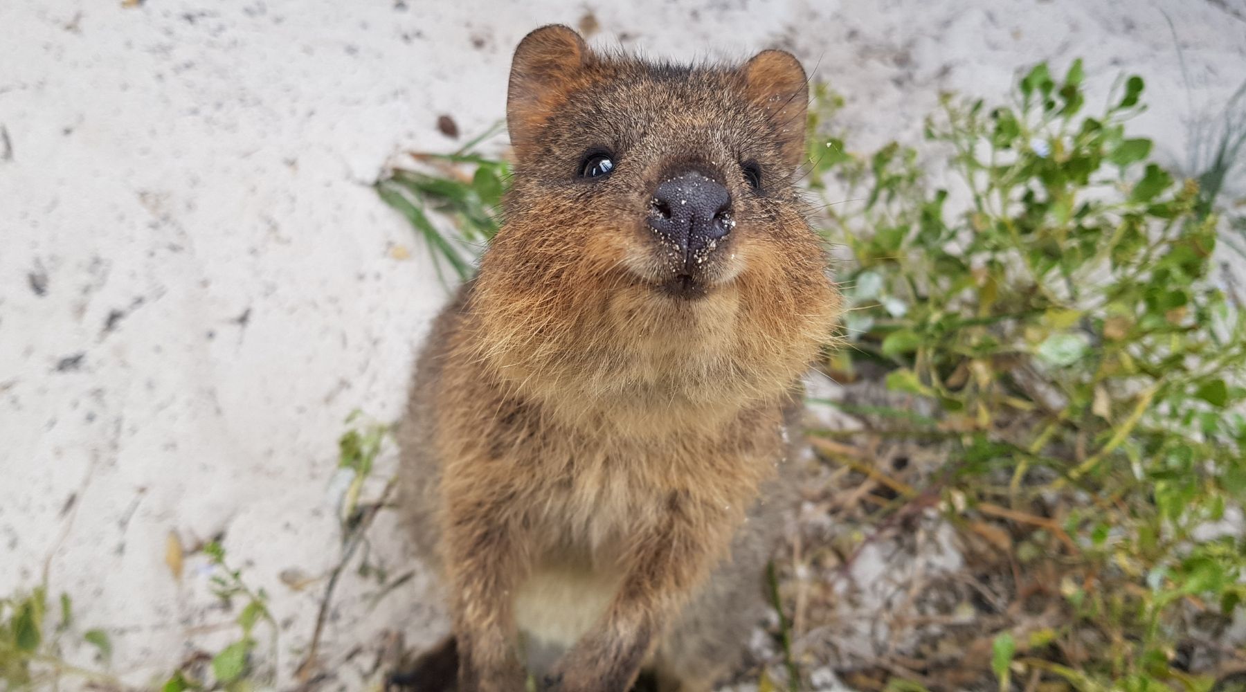Quokka - the happiest animal in the world