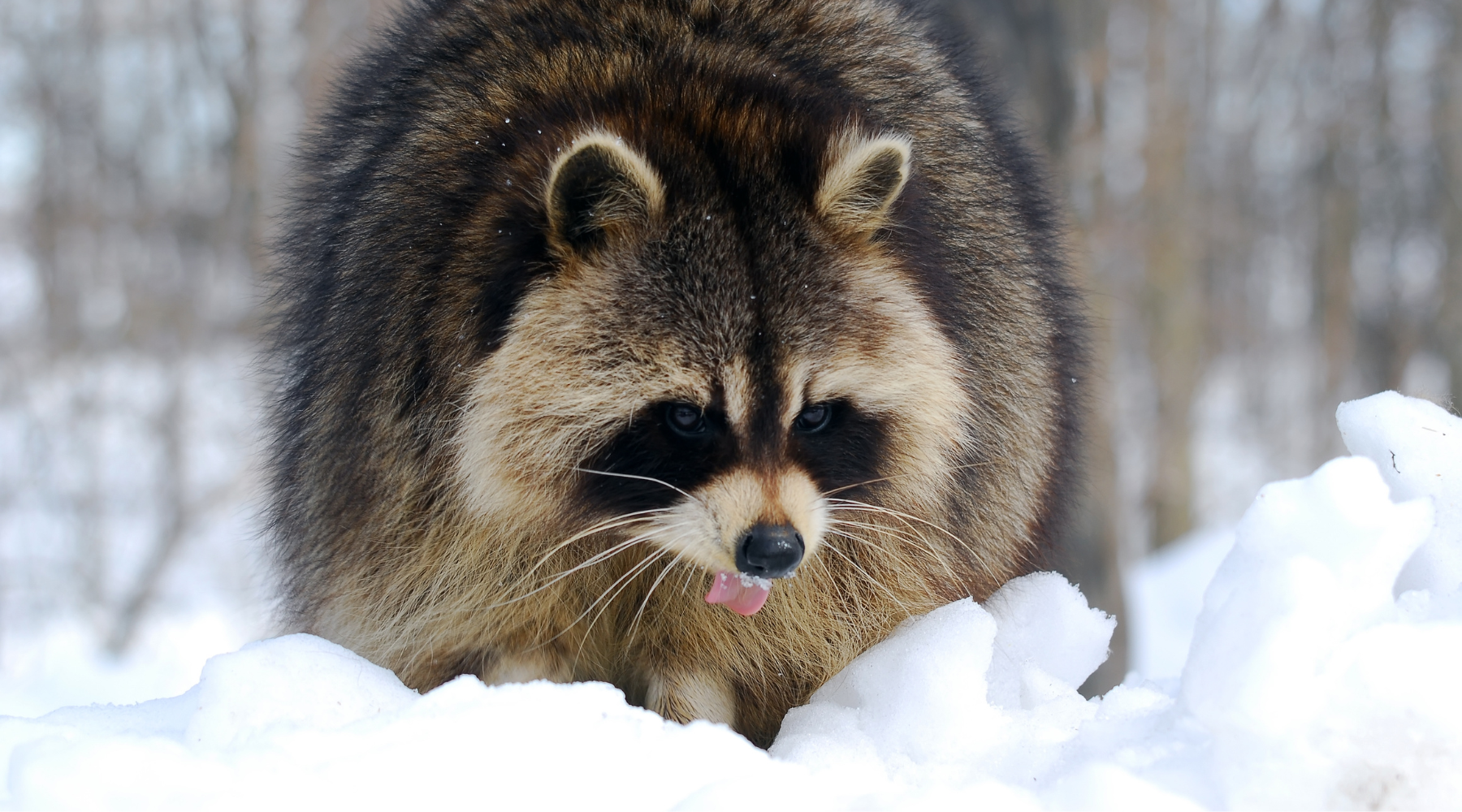Raccoon in the snow
