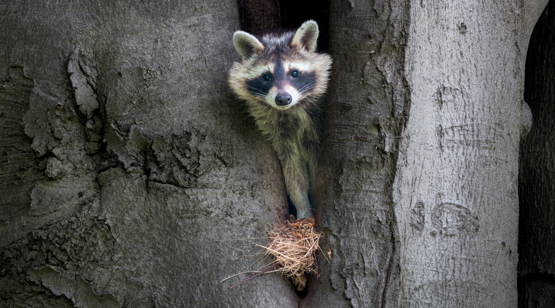 Raccoon in tree den