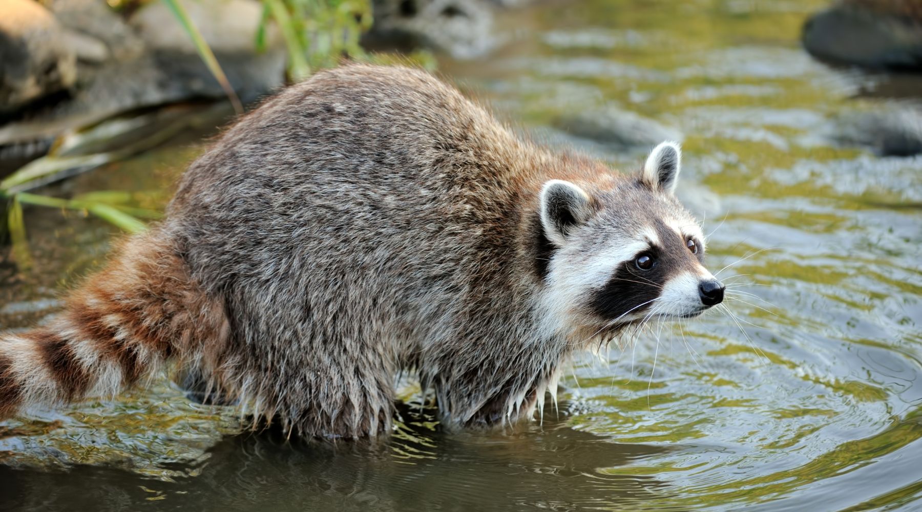 Raccoon in water