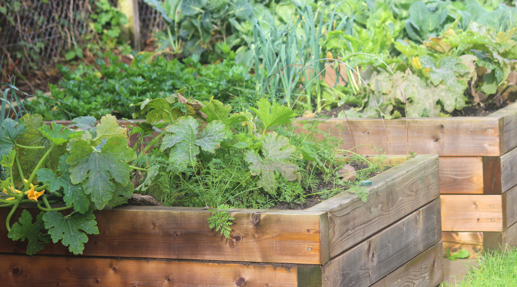 Raised garden beds for vegetables