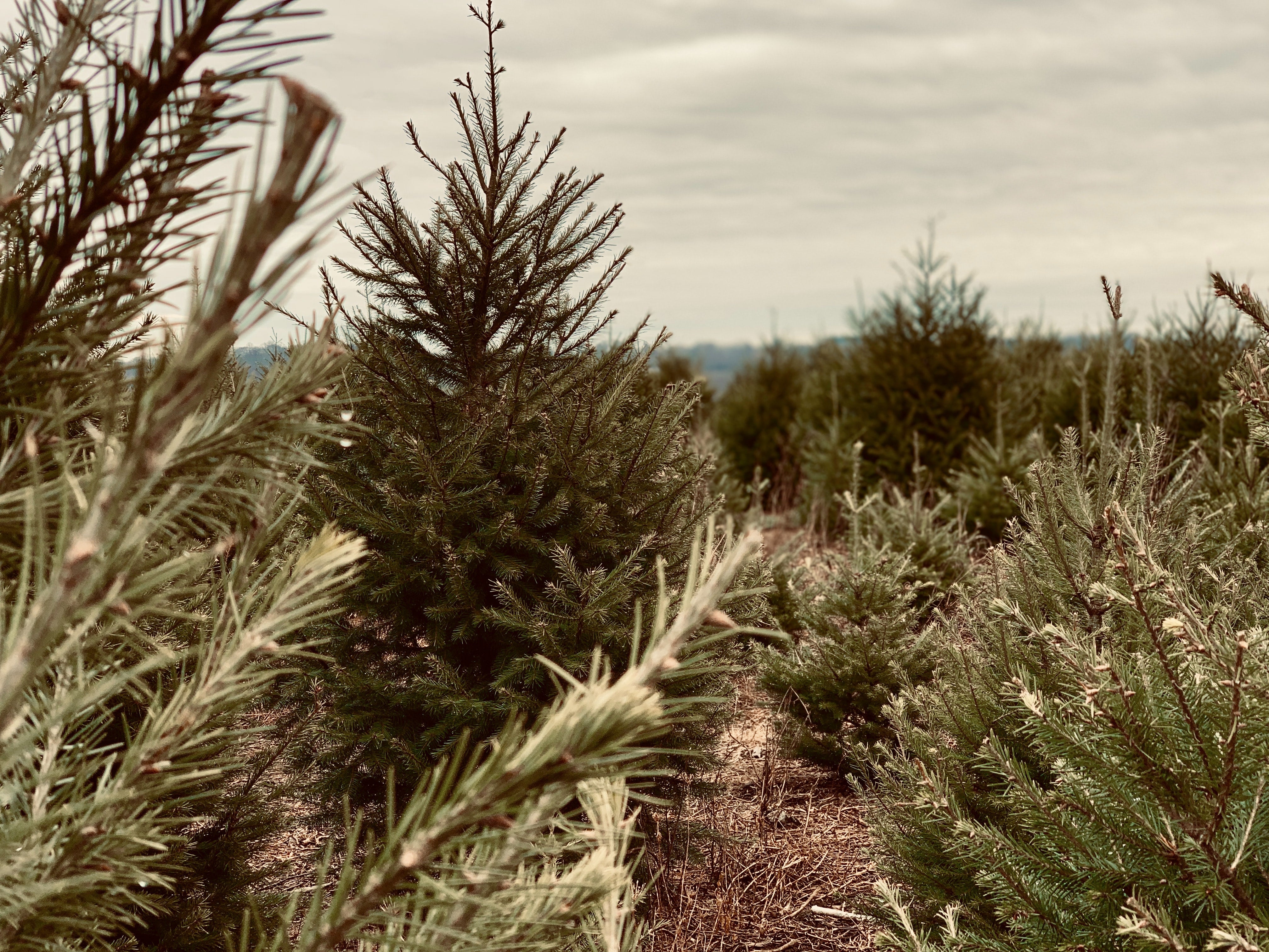 Real Christmas Tree Farm