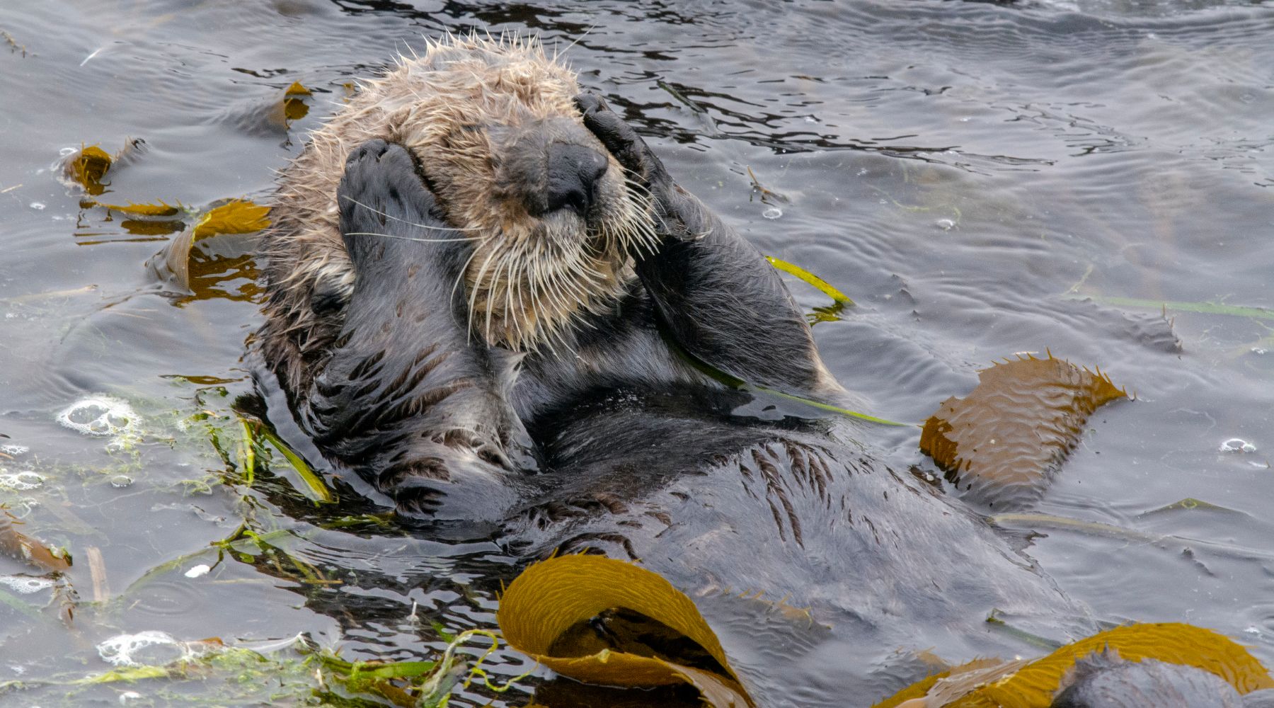 Sea Otter and kelp