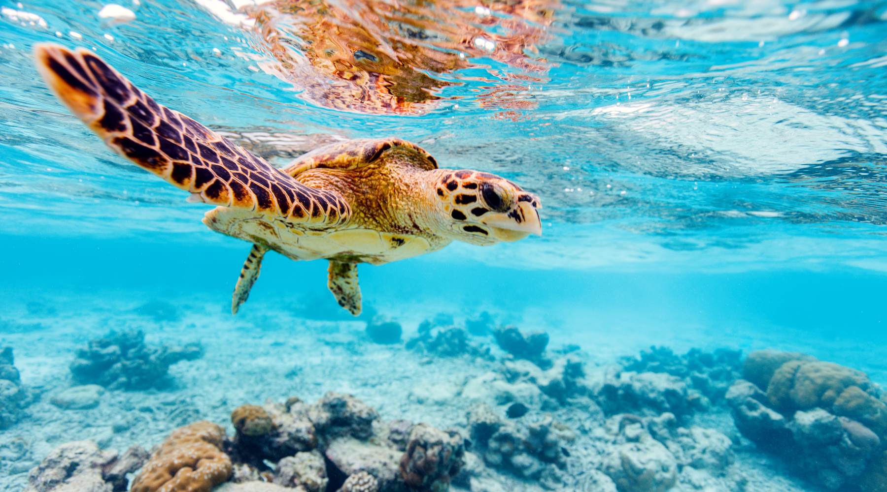 Sea turtle underwater