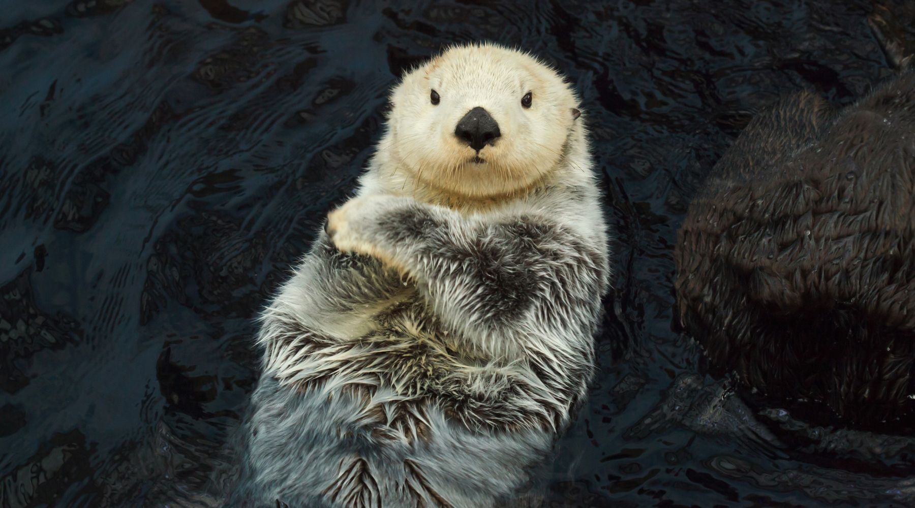 Sea otter in water