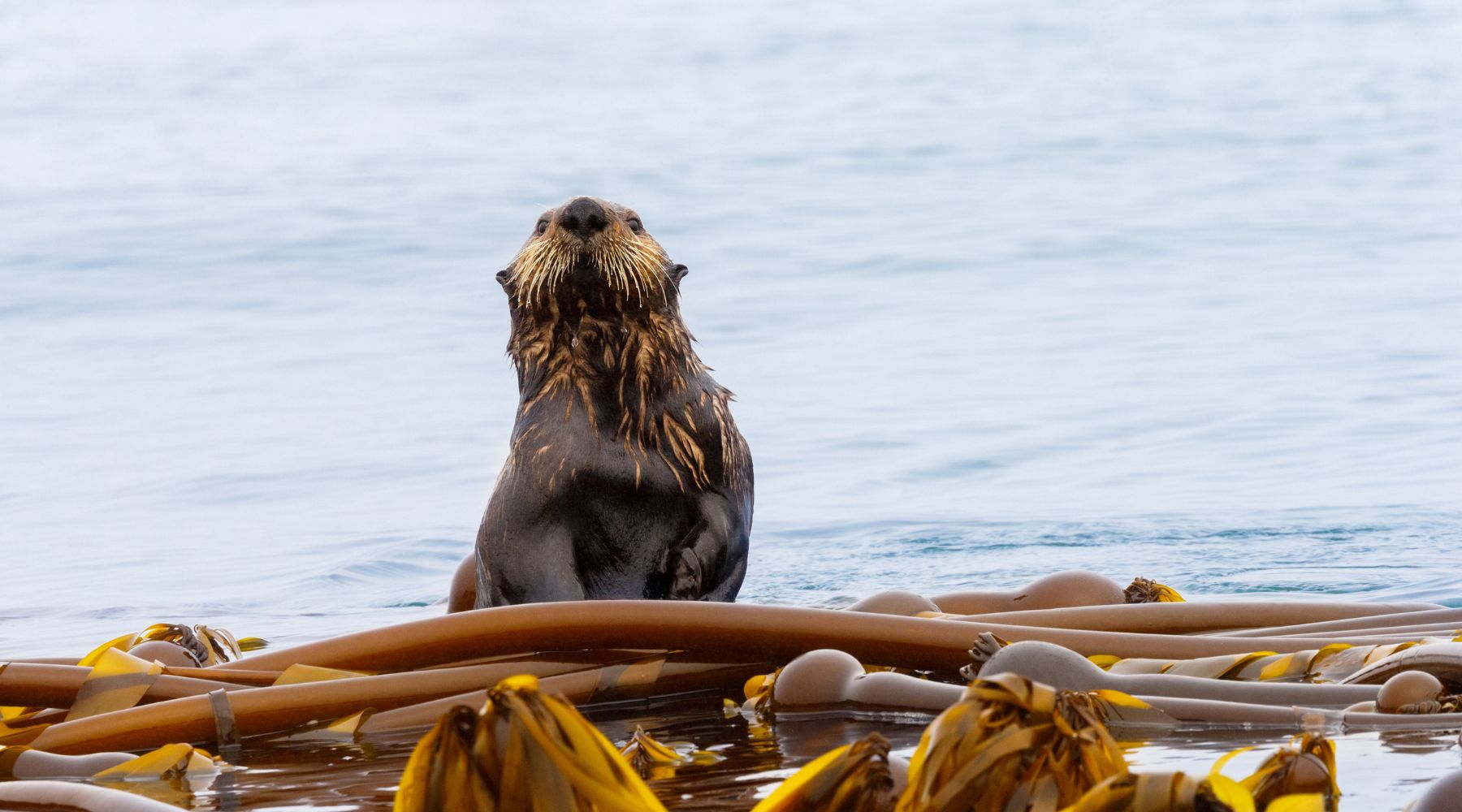 Sea otter with kelp
