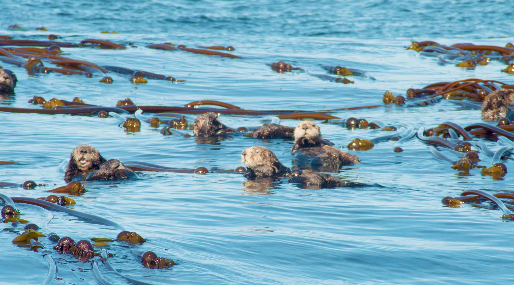 Sea otters surrounded by kelp