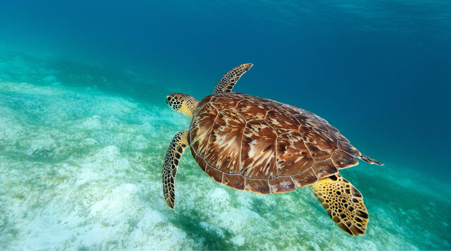 Sea turtle swimming in the sea