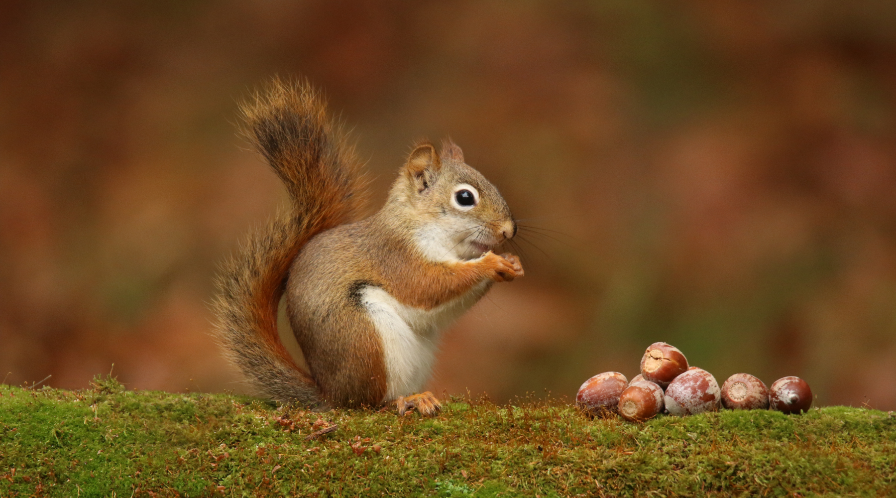 Squirrel with nuts