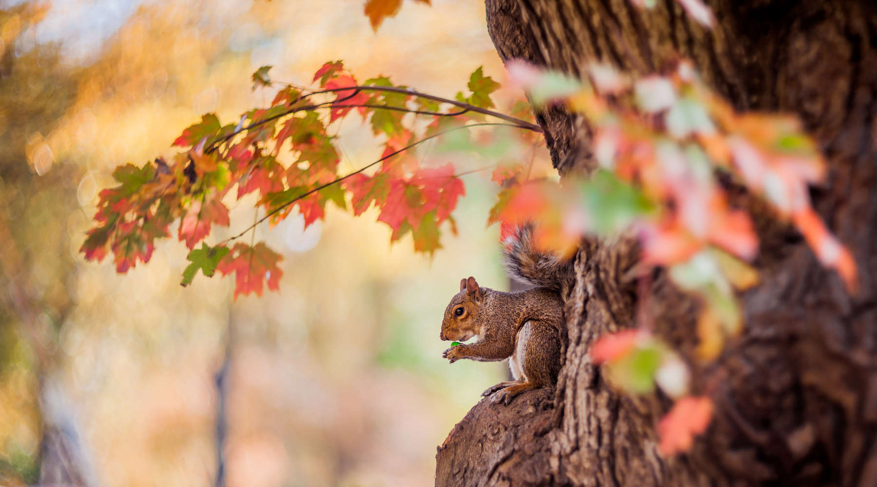 Squirrel in the fall