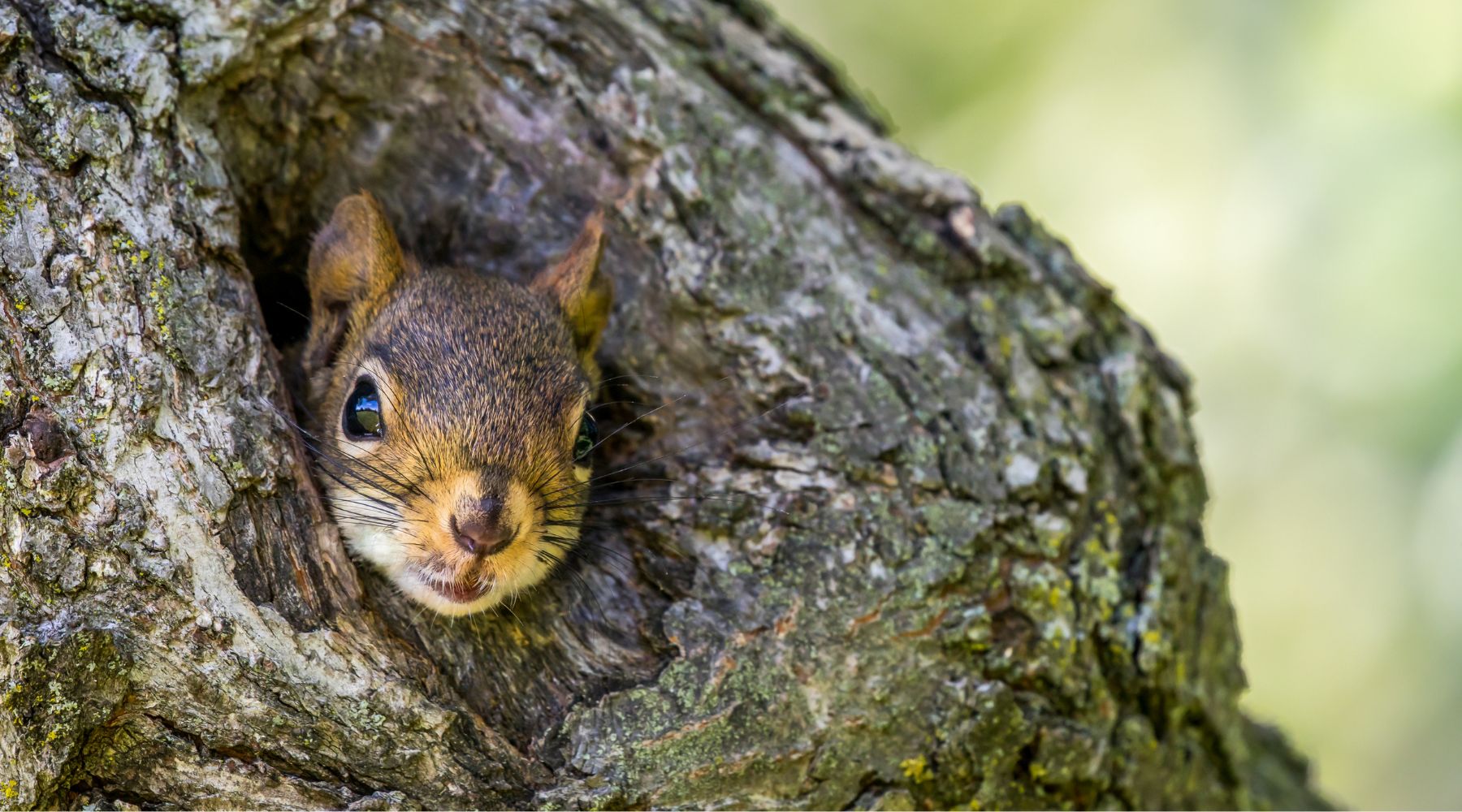Squirrel inside tree cavity