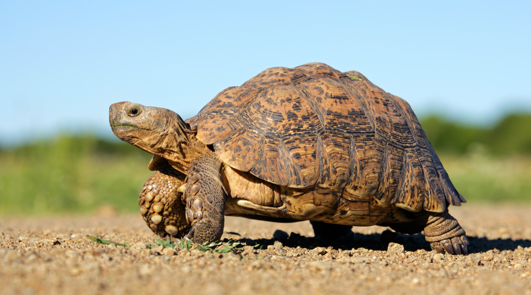 Tortoise