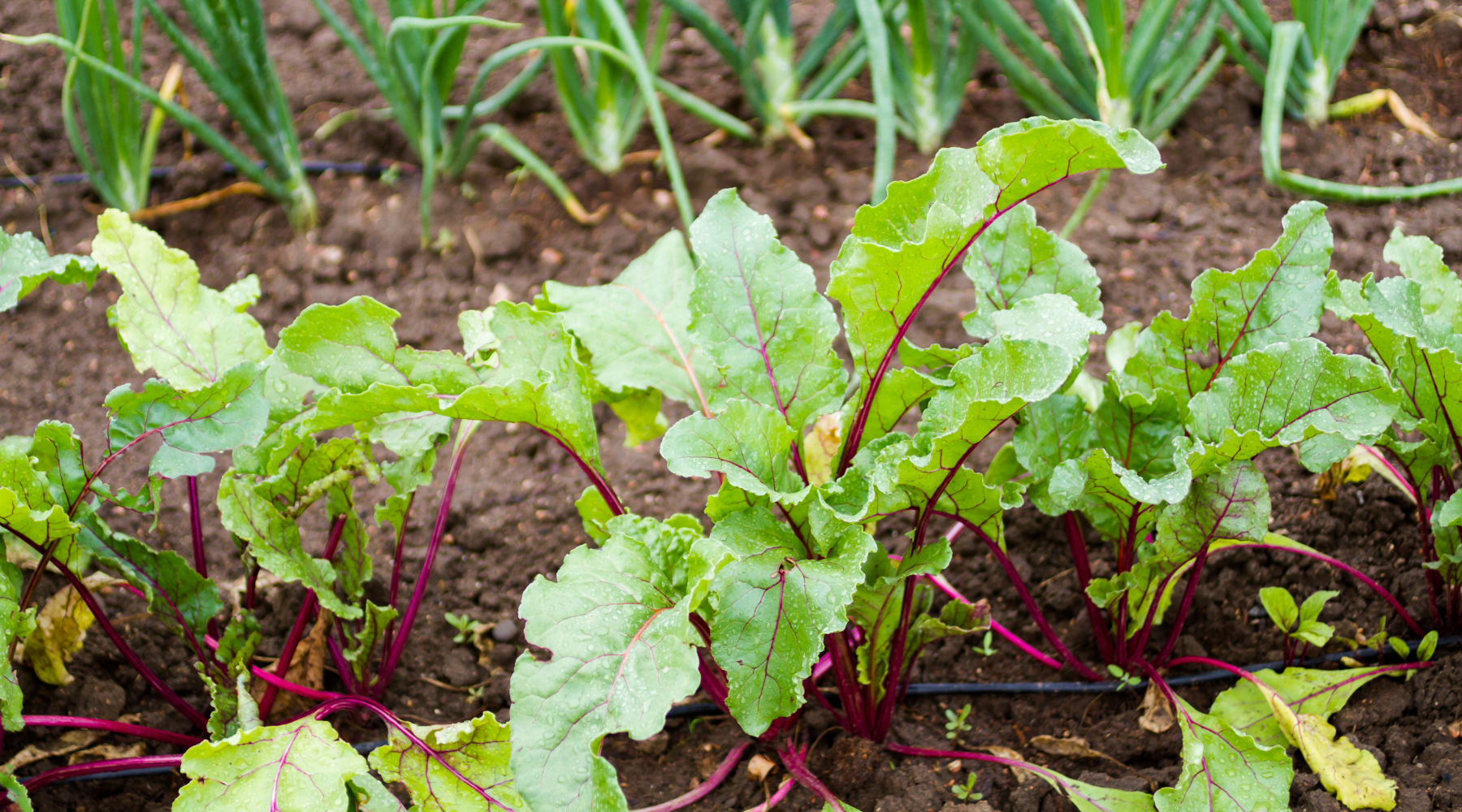 Vegetable community garden