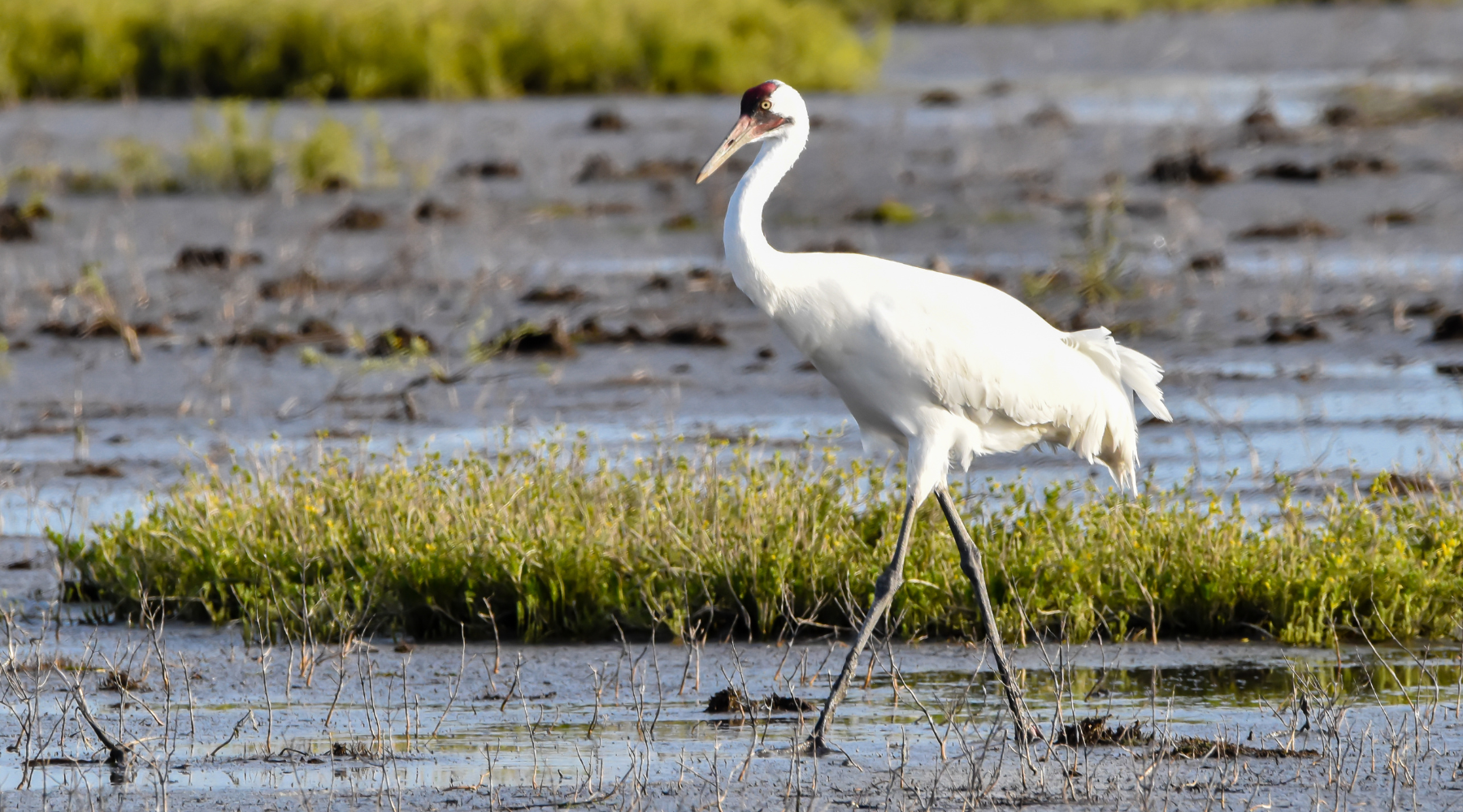 Whooping crane in wetlands