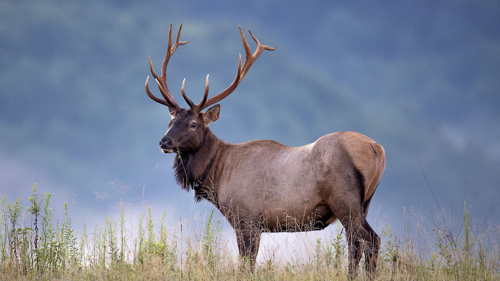 Large Elk bull in Zion National Park, Utah