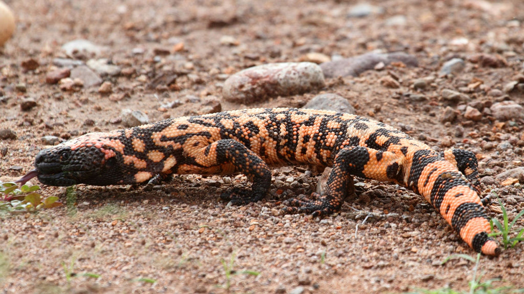 Gila Monster in Utah desert