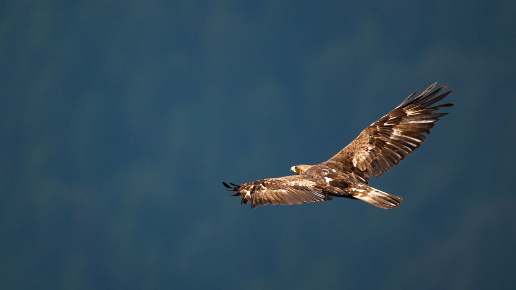Golden Eagle soaring above the Utah desert