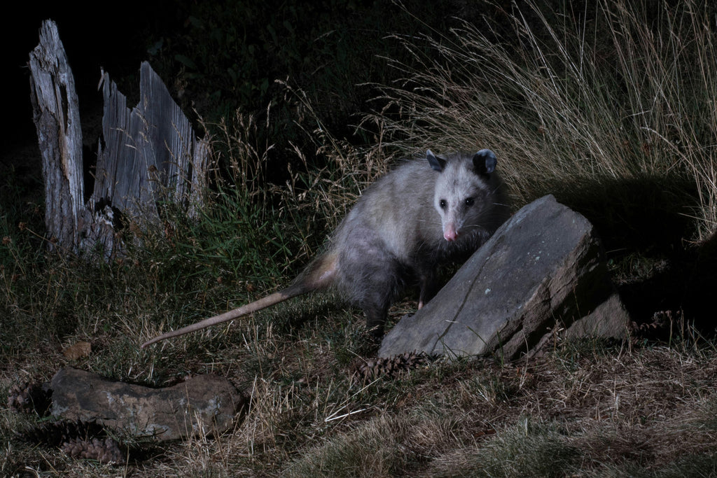 Opossum activities in winter: foraging and finding shelter