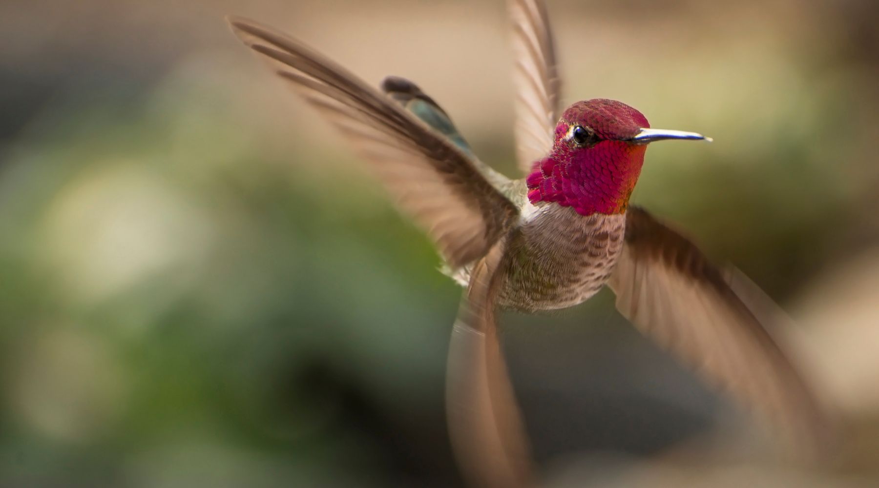 Male Anna's Hummingbird hovering
