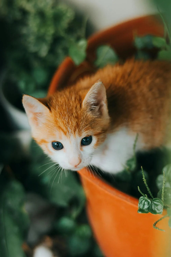 Orange kitten nestled among houseplants that are non-toxic to cats in a safe indoor environment