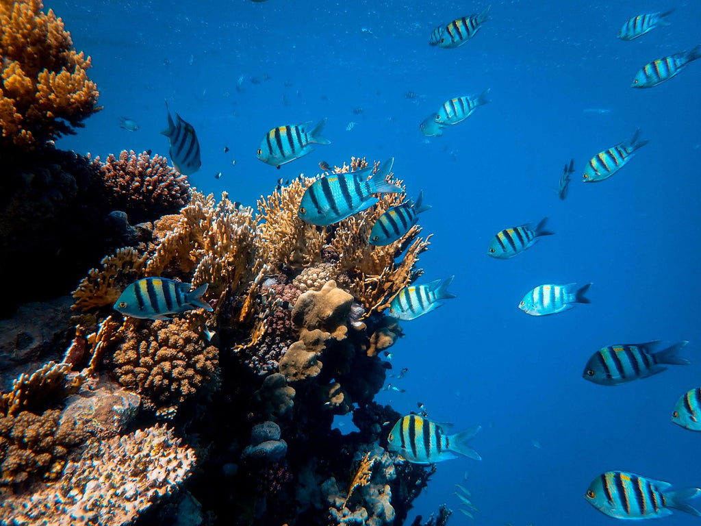 School of striped fish swimming near coral reef demonstrating how fish breathe water