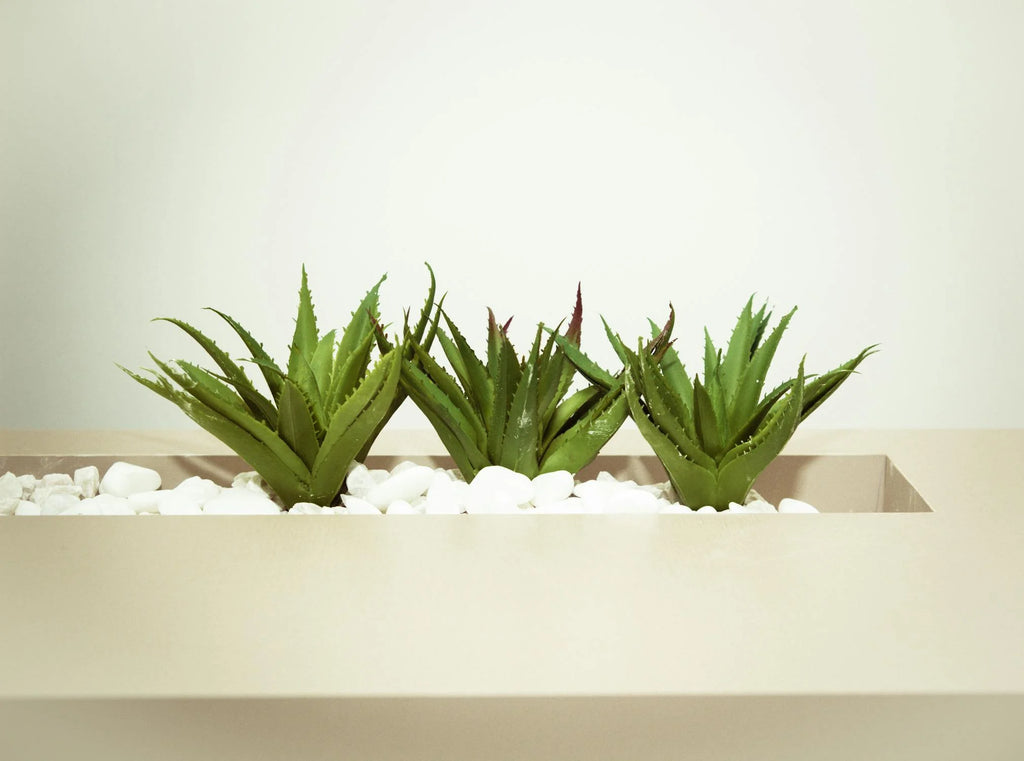 Aloe Vera plants in a modern planter, house plants known for promoting good air quality in indoor spaces."