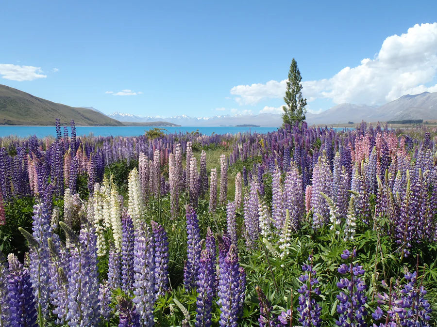 Field of diverse purple lupines with a backdrop of a serene lake and distant mountains under a clear blue sky.