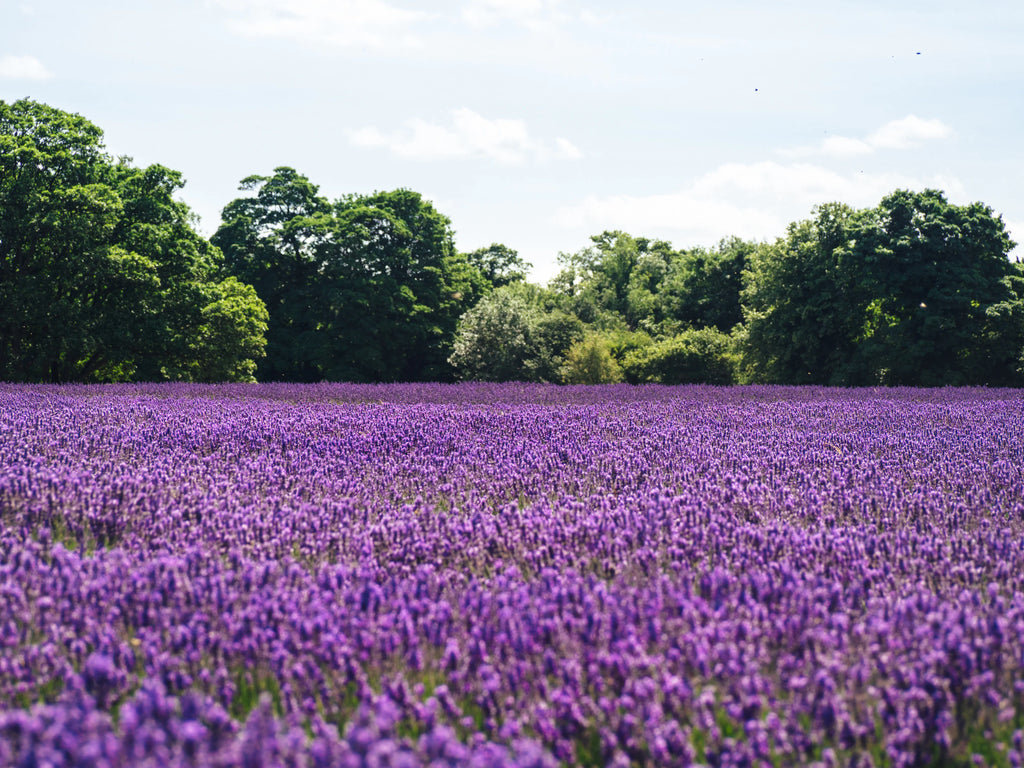 A vast field of blooming purple wildflowers under a clear sky, showcasing nature's vibrant palette.