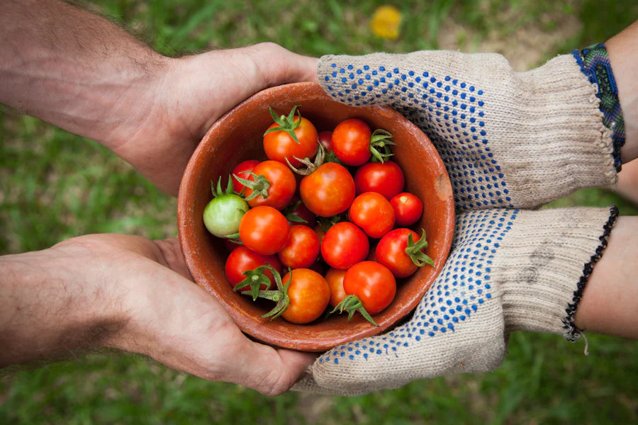 Freshly harvested tomatoes in a terracotta bowl held by hands wearing gardening gloves, embodying the fruitful rewards of planting for the planet.