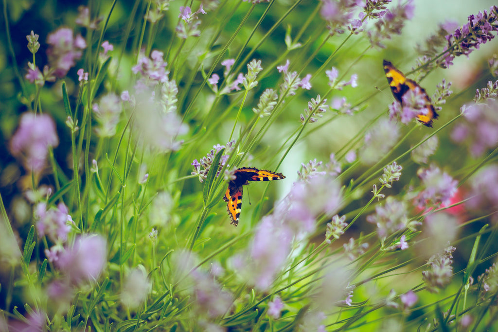 Colorful butterflies pollinating lavender flowers in a lush garden, embodying the spirit of planting for the planet and biodiversity.