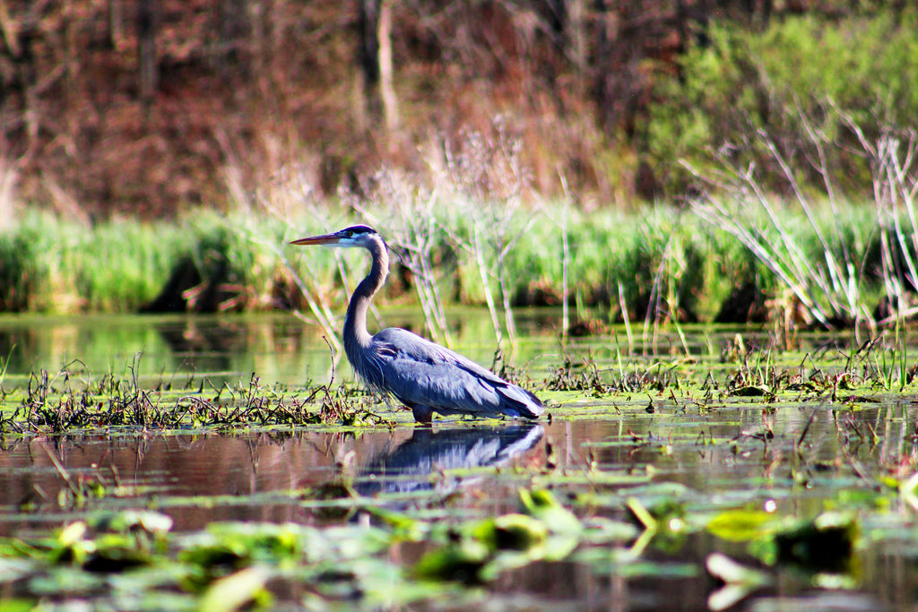 A great blue heron standing amidst lily pads in a freshwater marsh, highlighting the diversity of bird life found in different types of wetlands.