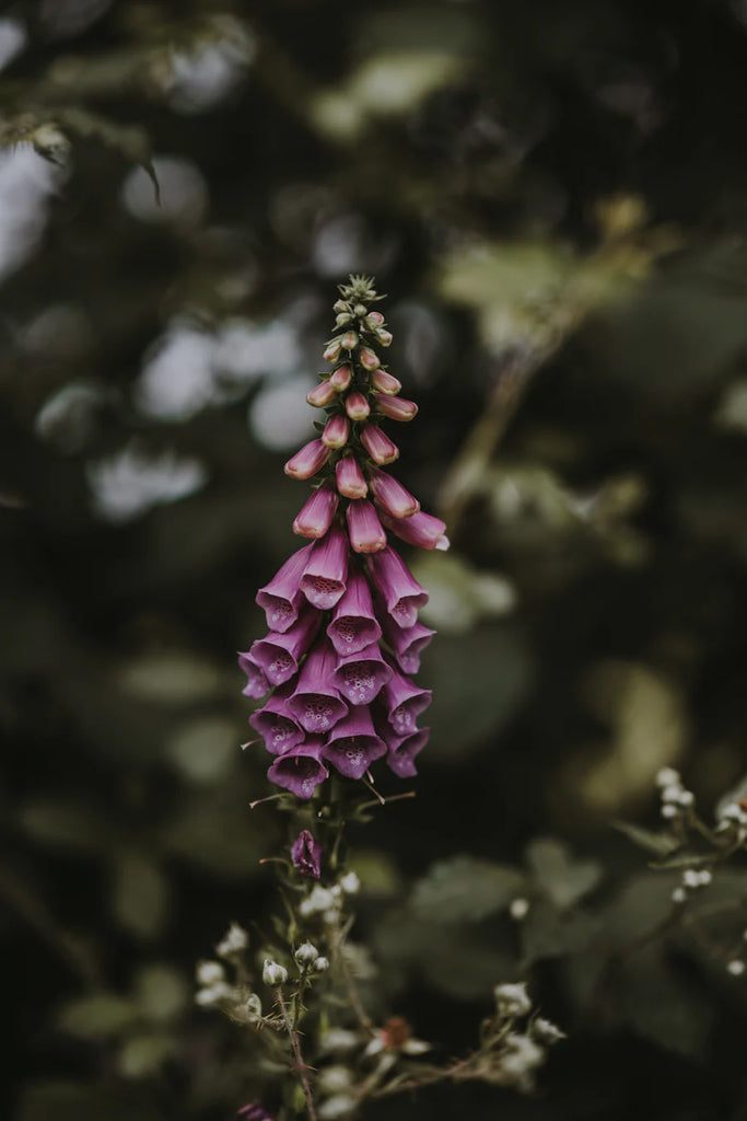 Single stalk of vivid purple wildflower, Foxglove, against a blurred natural backdrop, showcasing the intricate beauty of wild flora.