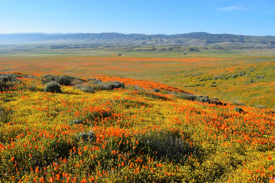 Expansive view of California Poppies and native wildflowers in full bloom at Antelope Valley California Poppy Reserve