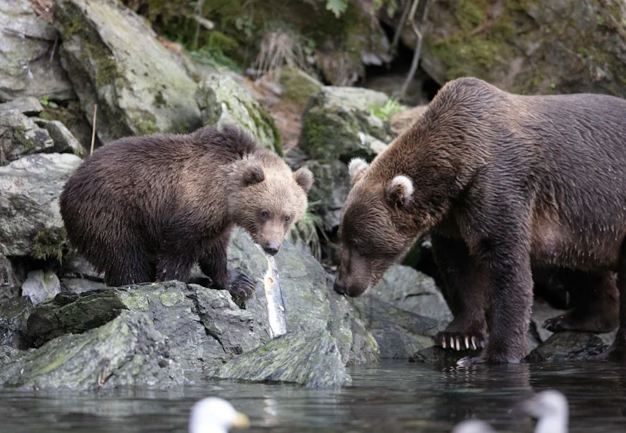 Kodiak bears in Alaska fishing, with one bear catching a fish on the rocky riverbank."