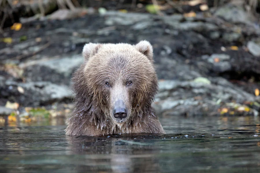 Kodiak Bear in Alaska looks straight ahead while body is submerged in water.