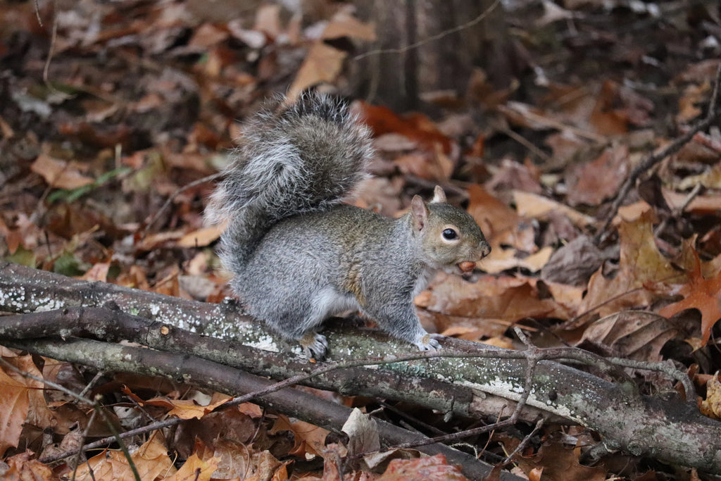 Western grey squirrel foraging among autumn leaves on forest floor.